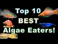 Best Algae Eater For Freshwater Aquarium