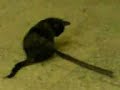 Samuray Kedi - Hayvan Videoları