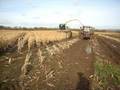videos de Maize Harvesting on the Somerset levels 3