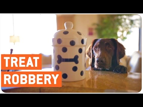 Dog Tries To Steal Cookies – Oceans Paw-leven