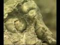 Introductory Geology in Thai 8/12 Fossil