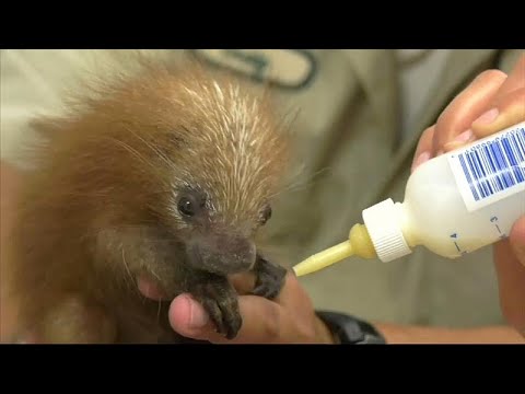 Chikago/USA: Erstmals Greifstachler im Zoo geboren