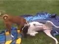 Basenji video