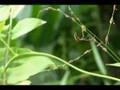 Miagrammopes (a stick spider): tensioning a silk strand