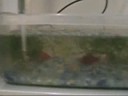 Betta Splendens