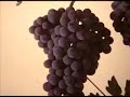 Denny Zeitlin: Chateau Latour Wine Tasting
