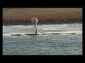 Couleurs d'automne en Camargue