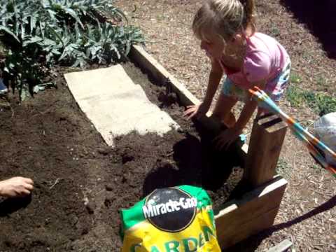 how to transplant turnips