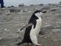Chinstrap penguin walking
