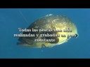 Pesca Submarina en el Estrecho vol2