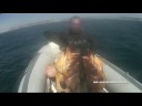 Pesca Submarina en el Estrecho vol2