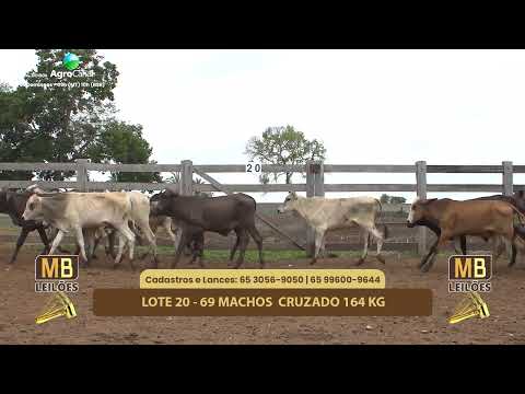 523� LEIL�O VIRTUAL MB LEIL�ES