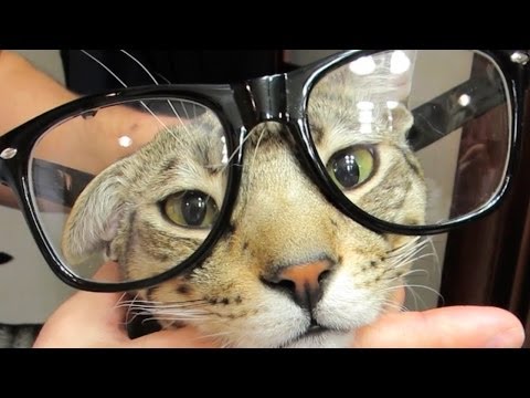 SMARTEST CAT ALIVE!