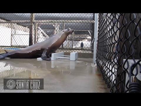 beat - Dancing may come naturally to (some) humans, but it doesn't quite have a parallel in the animal kingdom. A sea lion named Ronan is the first non-human mammal...
