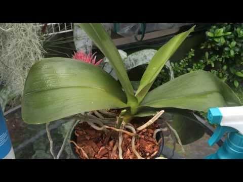 how to replant a dying orchid