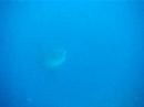 Sunfish Sunfish