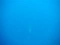 Sunfish