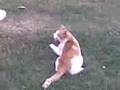 MAČOR - scared cat - very funny