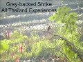 Birds of Thailand at Doi Inthanon National Park