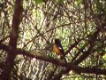 Birds of Thailand at Doi Inthanon National Park