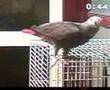 African-Grey-Praying-in-Indian-(Punjabi)