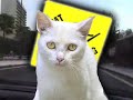 CRAZY CAT!  Very Lucky!