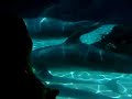 dolphins mating