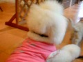 DogCafe