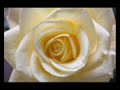 The Rose
