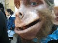 mono humano - human ape mono humano - human ape