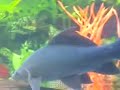 Ciclideos Jumbos comunidade Ciclideos Jumbos comunidade