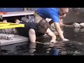 Guy Picks Up Live Sharks! Crazy! Guy Picks Up Live Sharks! Crazy!