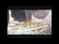 MIXING NH3 AND 10-34-0 with Dawn 6000.wmv