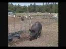 Seeing Through the Fence (preview trailer)