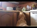 My Golden Retriever Stealing Ham My Golden Retriever Stealing Ham