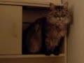 Face sitting on the shelf