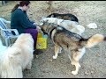 Feeding the Dogs!