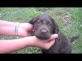 Labradoodle Vince - 2 days to 6 weeks old