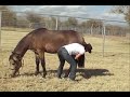 Beethoven 2007 - a Summerwind Marchador gelding