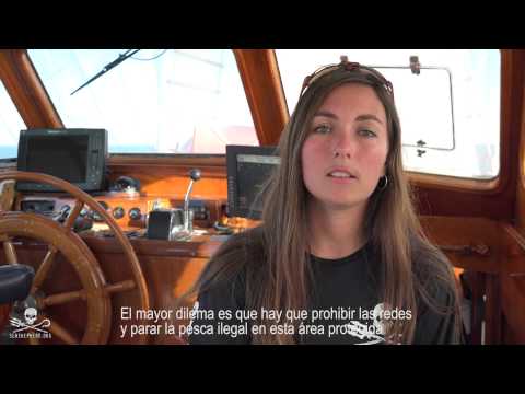 Sea Shepherd Captures Rare Footage of Elusive Vaquita During First Sighting since 2013