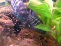 Blue Acara offspring / Blaupunktbuntbarsch Nachwuchs [1/6]