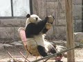 Panda YIng Hua on Rocking Chair ç†ŠçŒĞç‘›ċŽċĉ‘‡ĉ¤… 