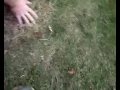 mole bangers! explosion surprise