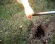Mole Bangers! Explosion Surprise