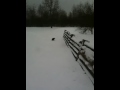 Doggies in the snow
