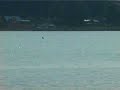 En Hval i Vejle fjord