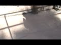 Antony doing 7 11 ledge
