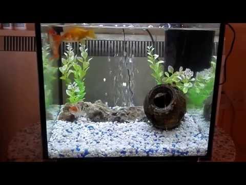 how to care for zebra snails