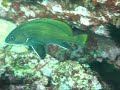 Buceo en (diving at) 