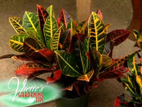 how to transplant crotons